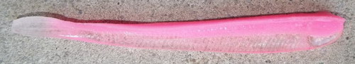 ko_pink_worm