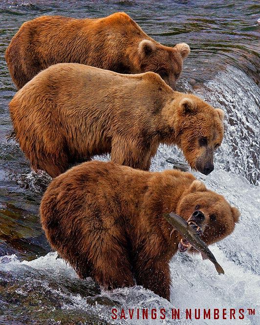 Savings in numbers for prosffessional guides